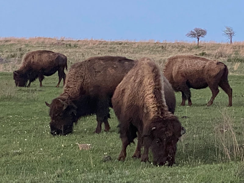American Bison at Tallgrass Prairie Preserve