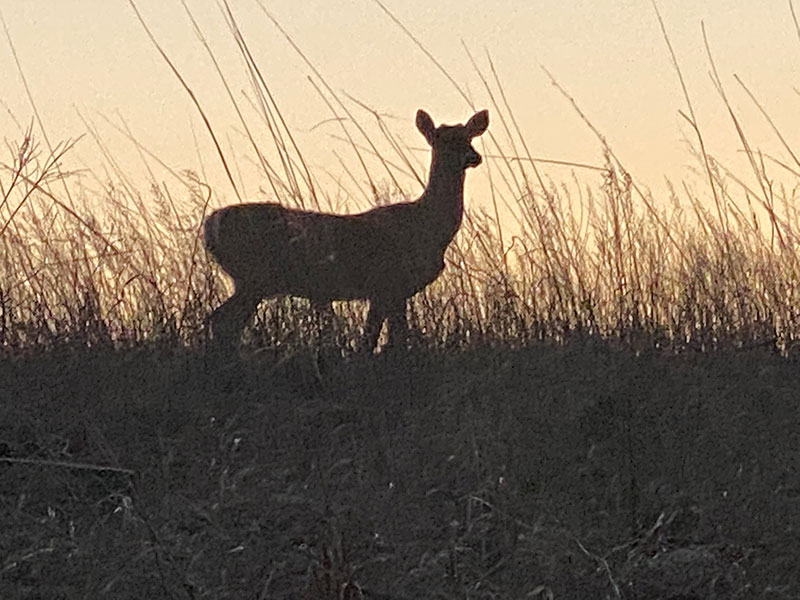 Deer at Dusk in Tallgrass Prairie Preserve