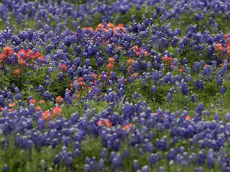 Bluebonnets and Indain Paintbrush at Forney, Texas